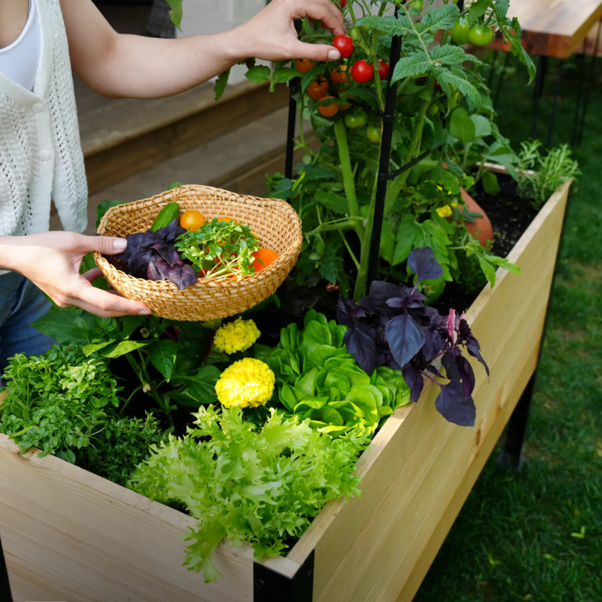 E-Book: Beginner's Guide to Raised Gardening - Image 5