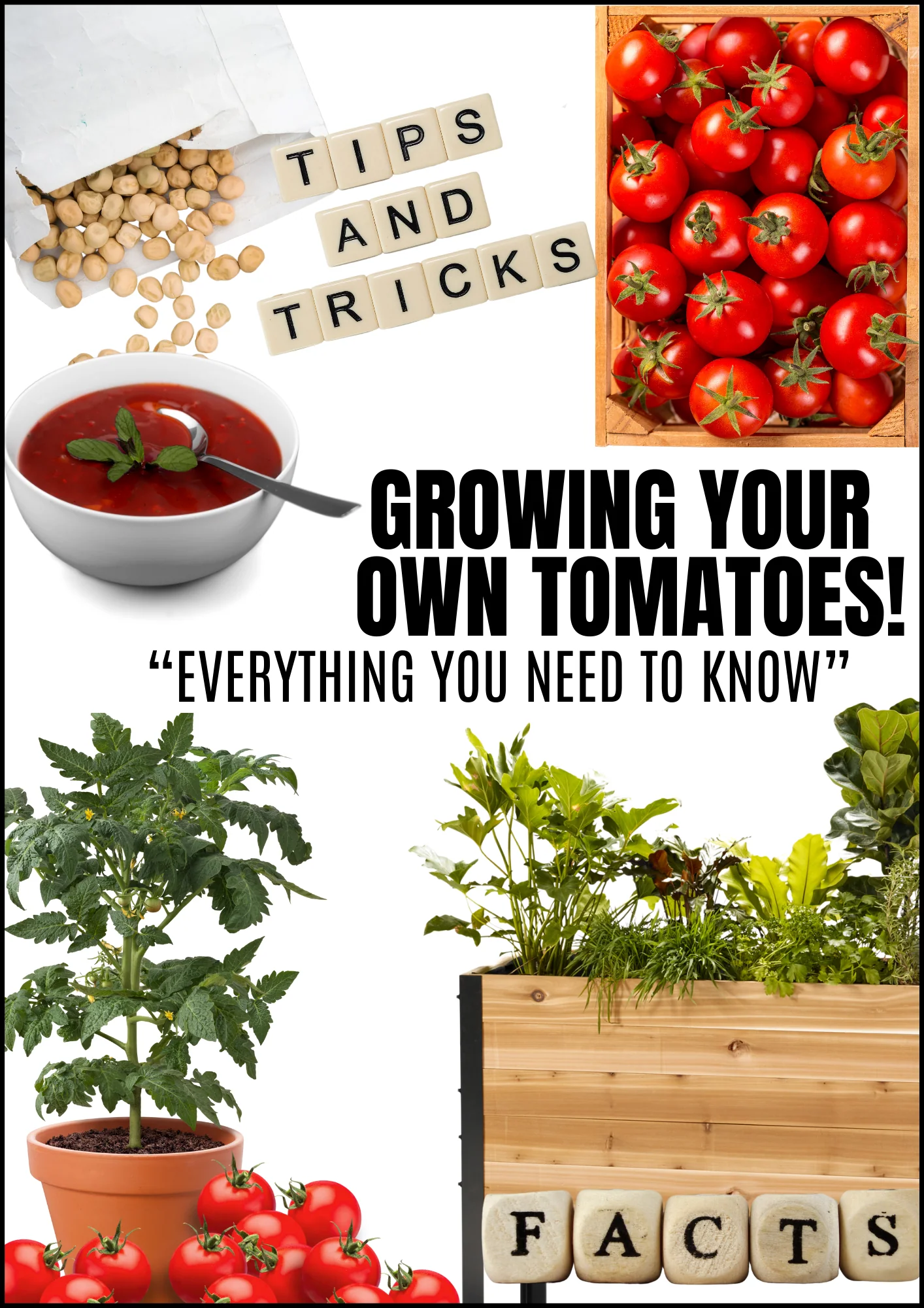 E-book: Tomato planting guide - Image 4