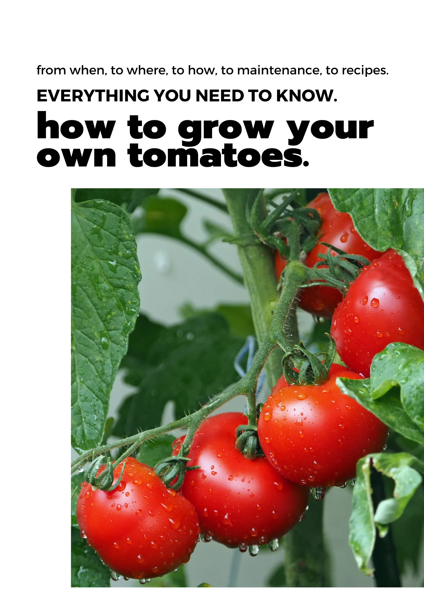 E-book: Tomato planting guide - Image 5