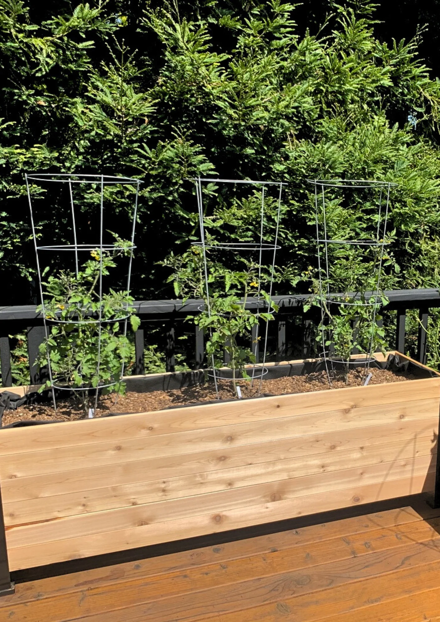 E-book: Tomato planting guide - Image 6