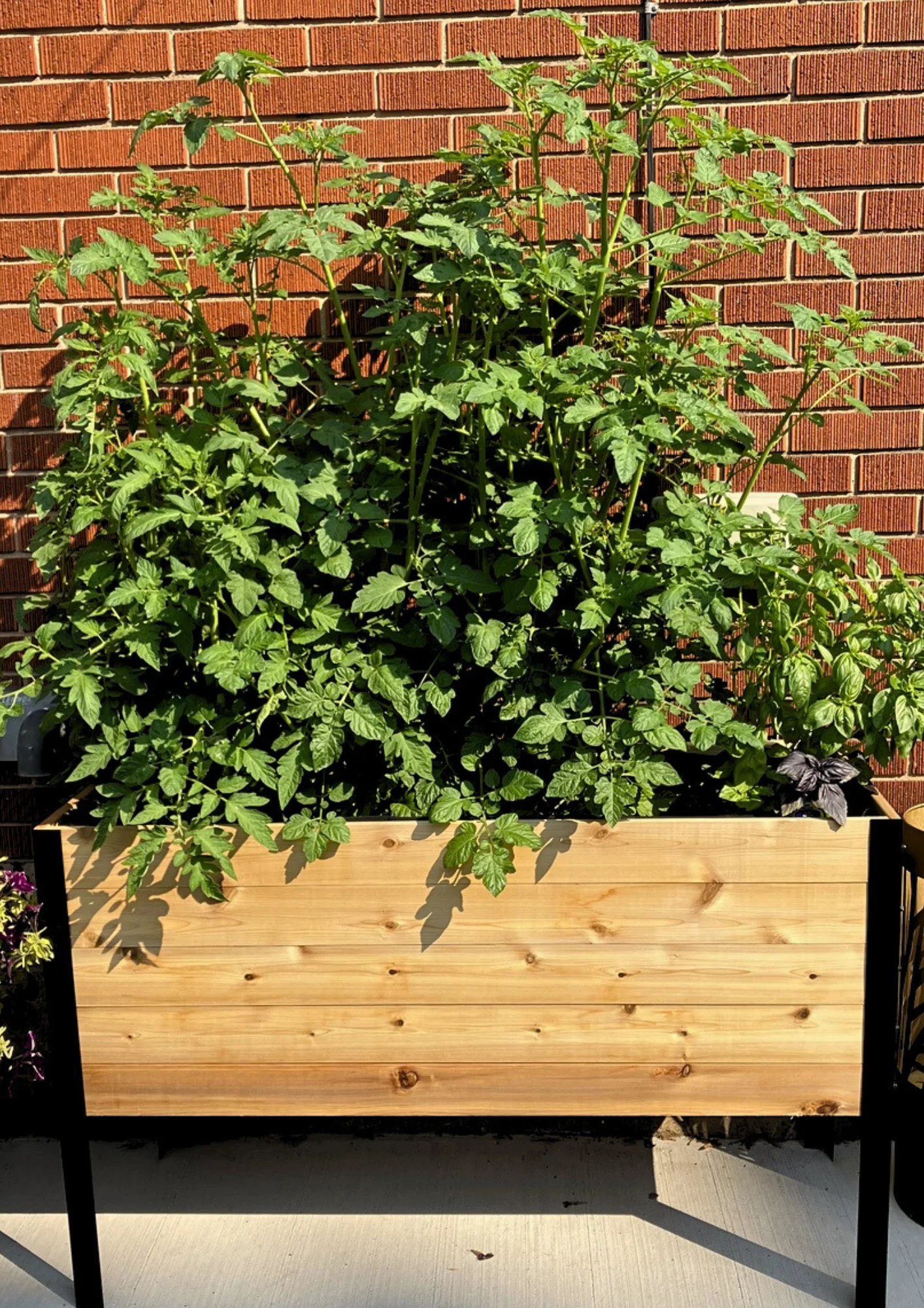 E-book: Tomato planting guide - Image 7