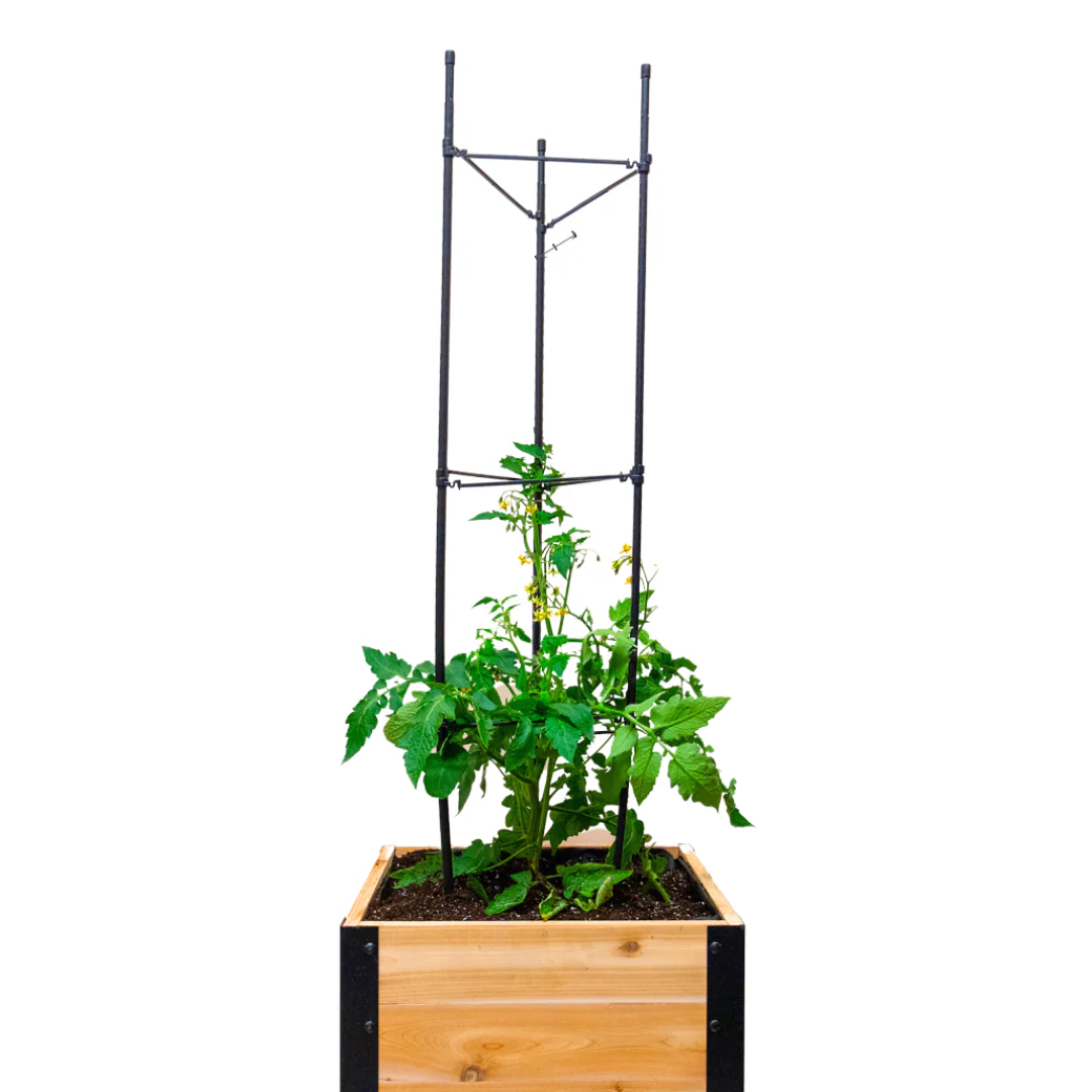 Vegetable Cage - Image 2