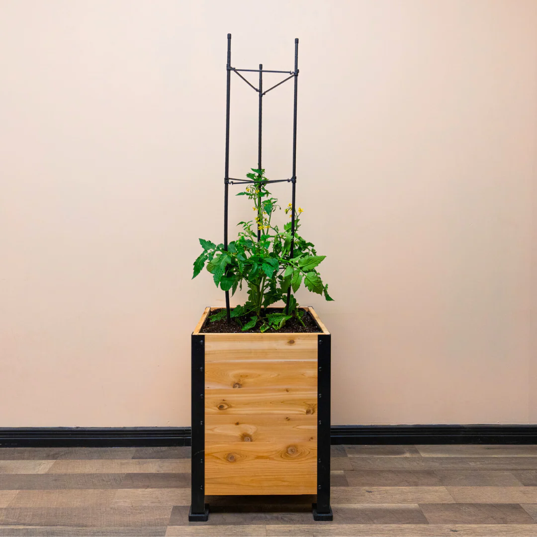 Vegetable Cage - Image 4