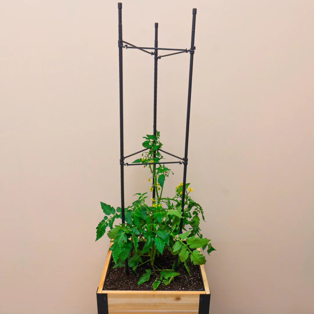 Vegetable Cage - Image 5