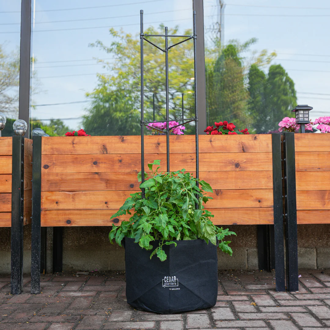 Veggie Grow Duo - Image 3
