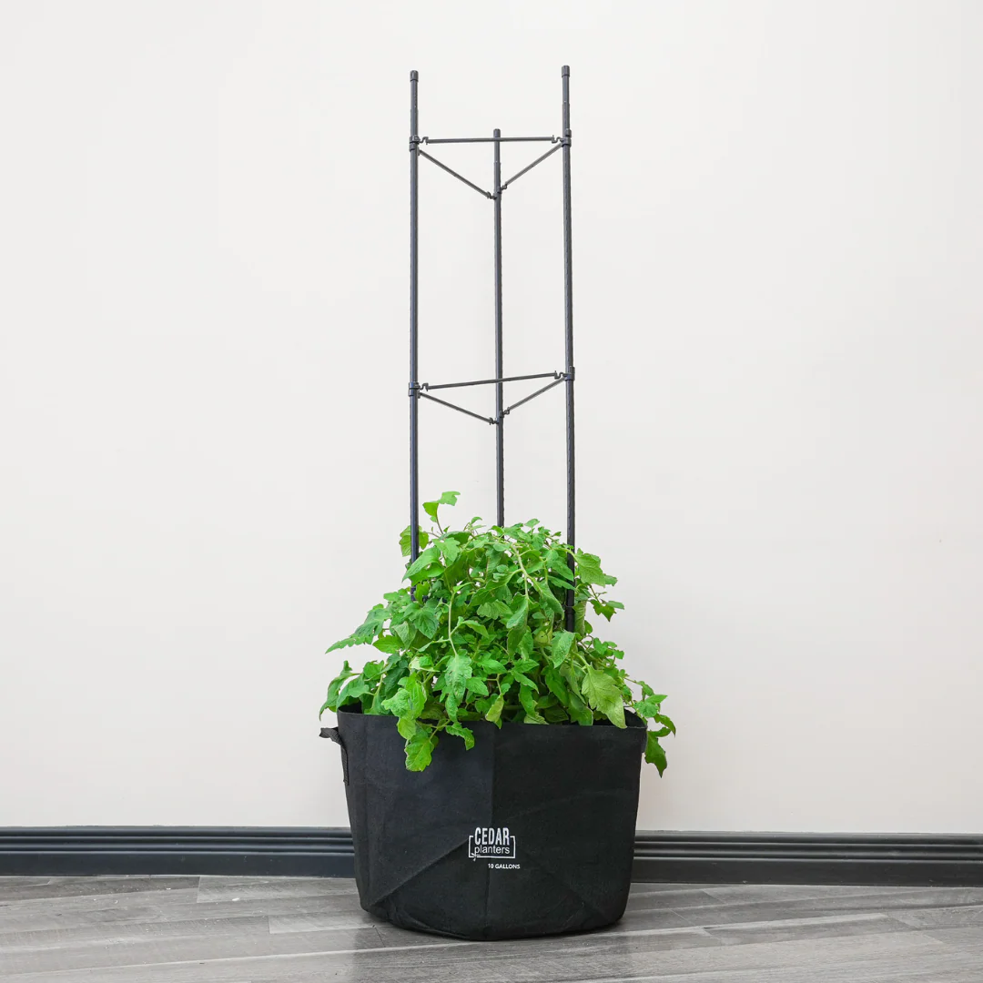 Veggie Grow Duo - Image 5